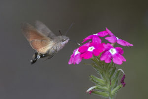 Piękny fruczak gołąbek – motyl nazywany polskim kolibrem