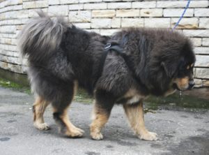 Mastif tybetański – wyjątkowa rasa stróżująca i pies towarzysz
