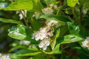 Pszczoły murarki – hodowla, kokony, cena