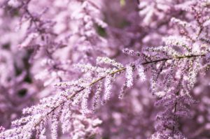 Tamaryszek – jak uprawiać w ogrodzie ten spektakularny krzew?