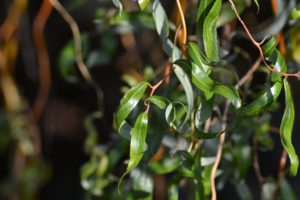 Wierzba mandżurska – pomysł na piękne drzewo do ogrodu