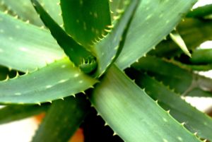 Aloes odmiany i właściwości
