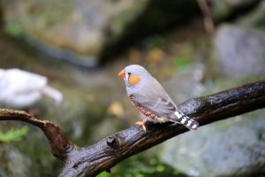 Zeberka – radosny i towarzyski ptak do hodowli domowej