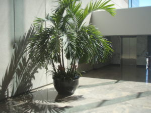 Palmy doniczkowe- jak uprawiać palme w mieszkaniu?
