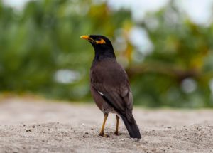 Gwarek ptak gadający – żywienie, hodowla i ciekawostki