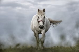 Tapeta konie – pomysły i miejsca, w których będzie wyglądać świetnie!