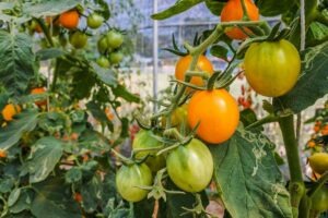 Pomidor Bawole Serce- uprawa, cena, zastosowanie