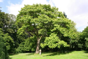 Paulownia omszona – efektowne drzewo do parków i ogrodów