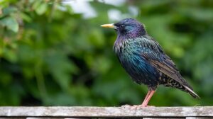Szpak zwyczajny – sprytne ptaki, opis i zwyczaje