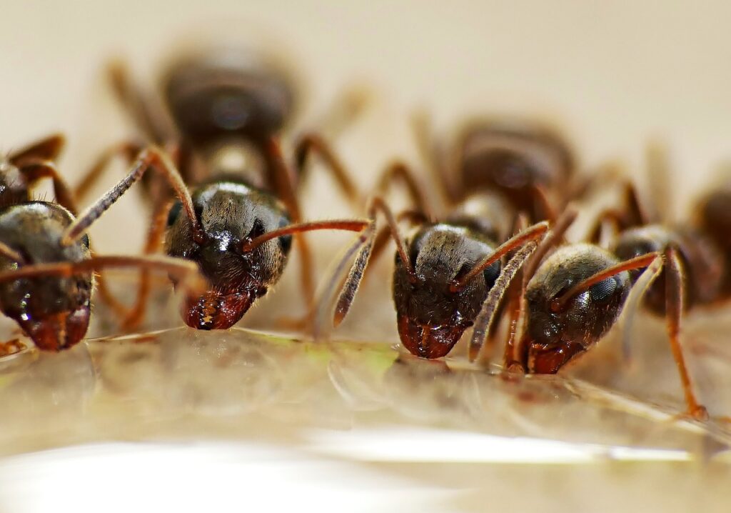 Cztery mrówki pijące przezroczysty płyn.