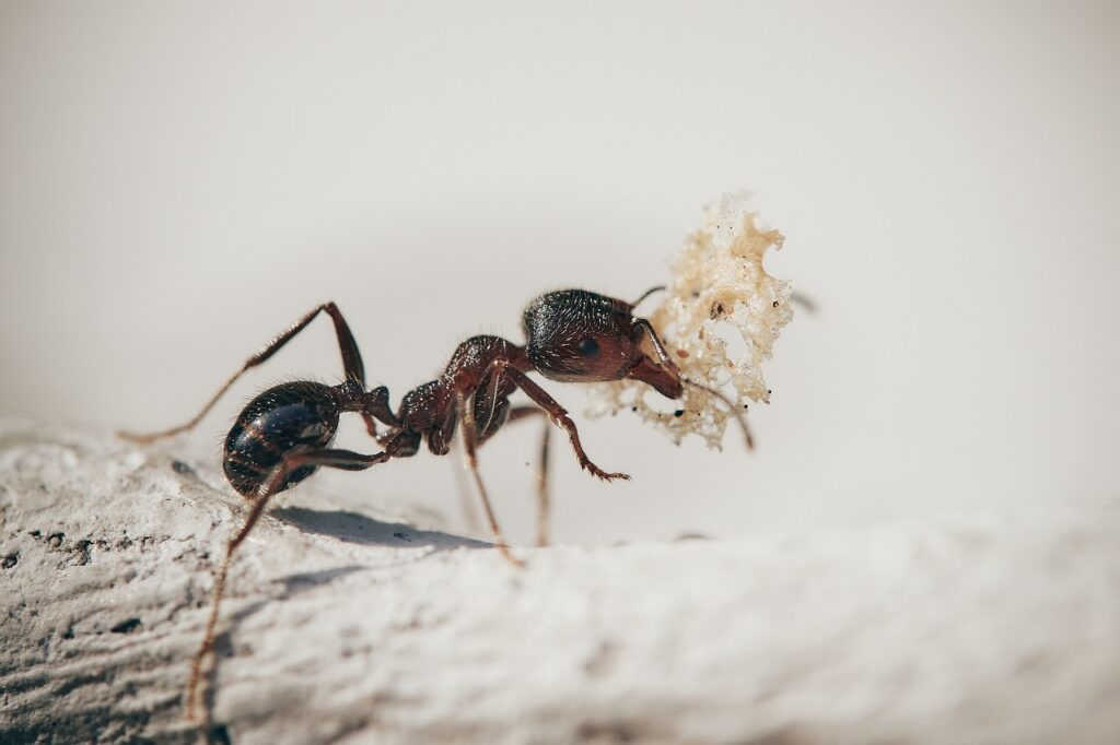 Mrówka niosąca swoją zdobycz.
